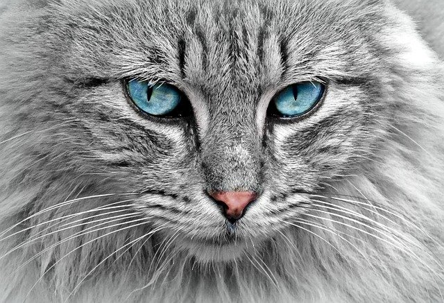 5-companies-with-the-best-pet-insurance-plans