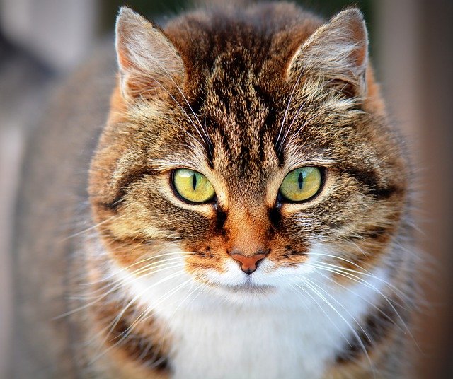 5-companies-with-the-best-pet-insurance-plans